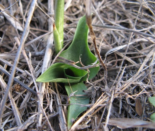 Spiranthes spiralis